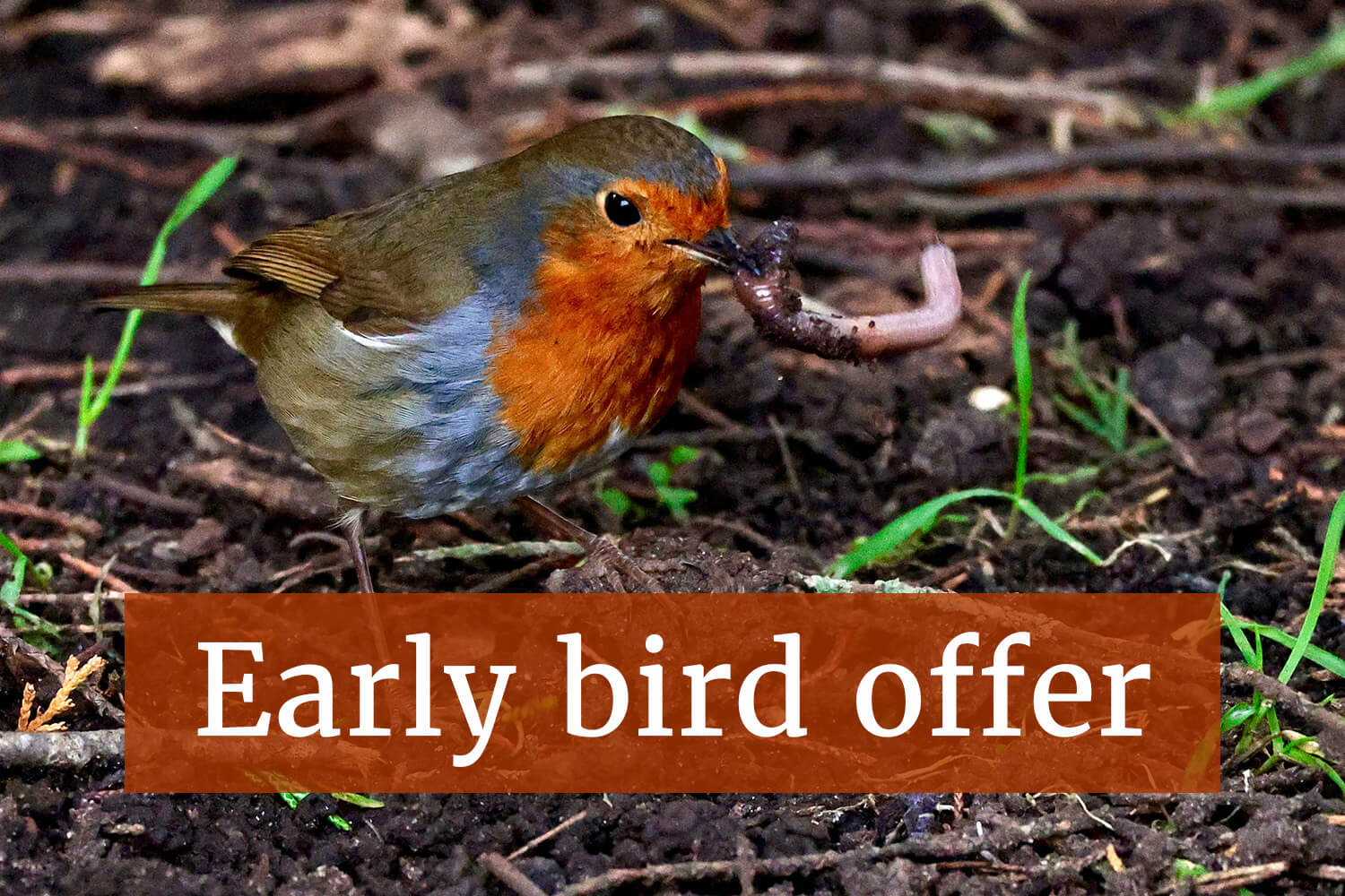 Early bird offer